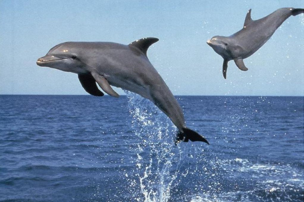 Живая природа дельфины. Дельфины в движении. Дельфины выныривает. Дельфины фото. Дельфин из воды.